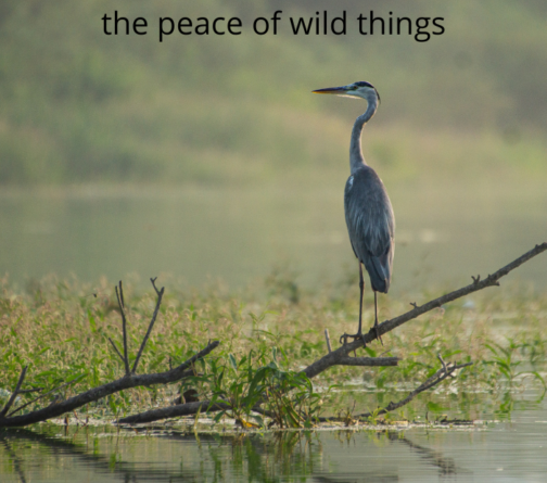 The peace of wild things by Wendall Berry