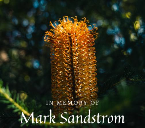 Mark Sandstrom
